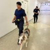 Cães da Guarda Municipal de Santos visitam a Santa Casa